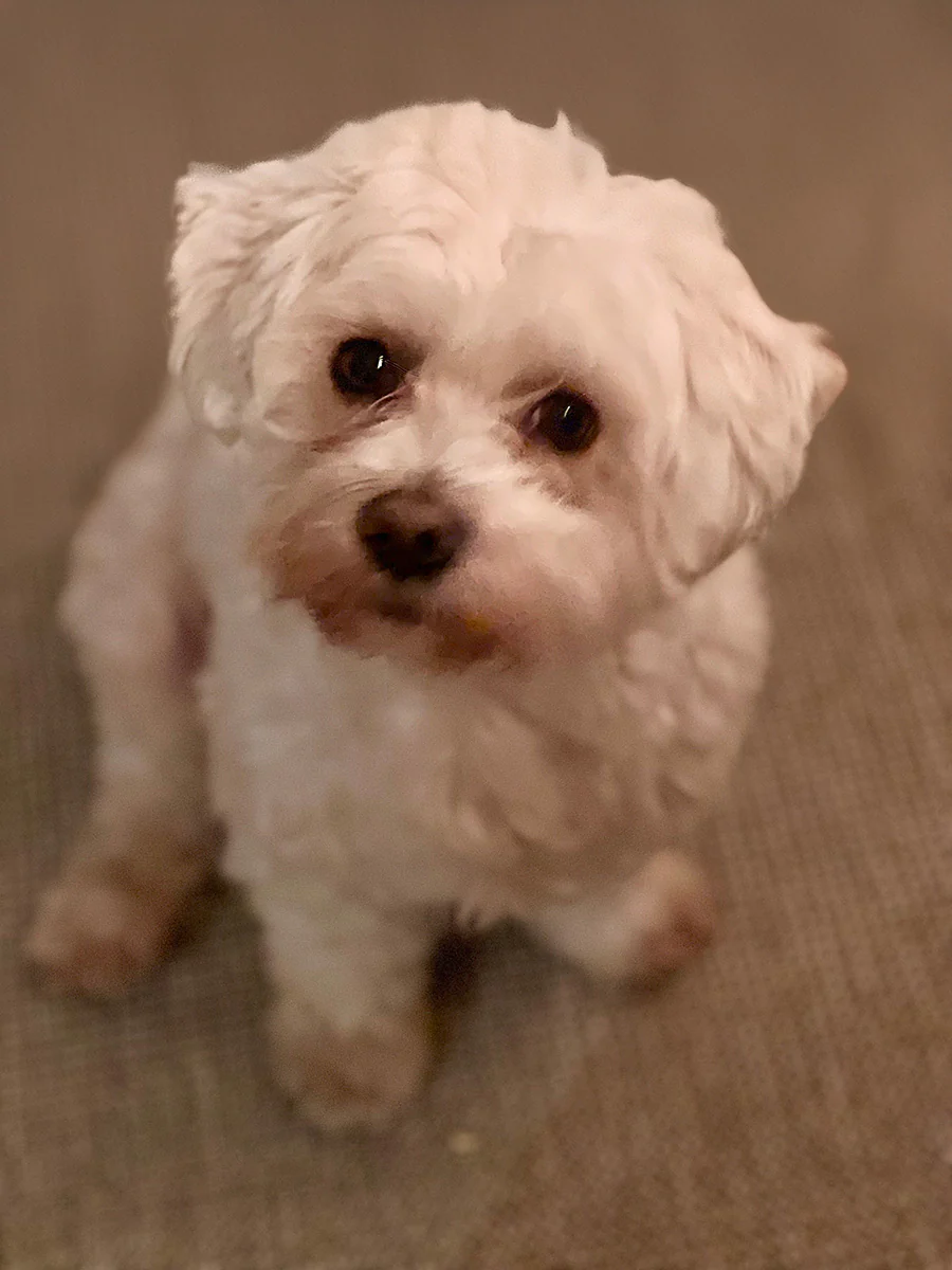 Monty Dog Charm - Image 7